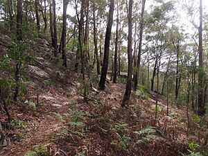 Rumbalara Reserve - panoramio (6)