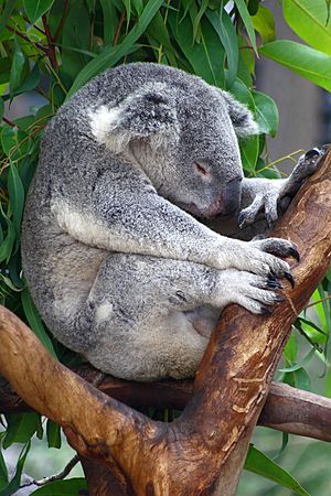 Sa-sleeping-koala