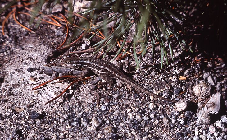 SagebrushLizardYNP