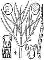 Salicornia maritima