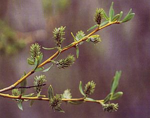 Salix lemmonii(01).jpg