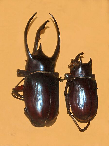 Scarabaeidae - Chalcosoma atlas