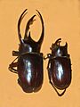 Scarabaeidae - Chalcosoma atlas