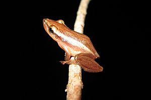 Scinax squalirostris.jpg