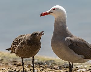 Seaside Heermann's Gull family
