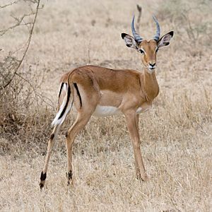 Impala Facts for Kids