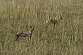 Side-striped jackal (Canis adustus) - Murchison Falls National Park