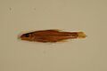 Silverjaw minnow