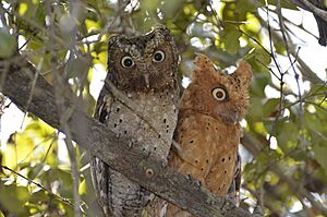 Sokoke scops owl pair in Arabuko-Sokoke Forest