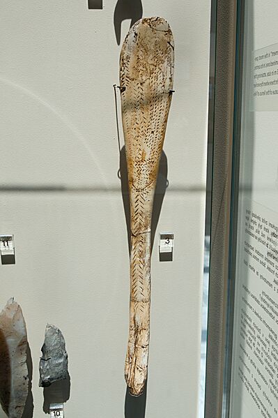Spoon, Gravettian, Anthropos, Brno, 187965