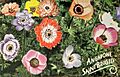 St Brigid's Anemone
