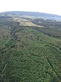 Starr-090413-5809-Fraxinus uhdei-plantation-Makawao Forest Reserve-Maui (24655914310)