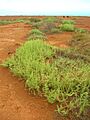 Starr 050525-7030 Salsola tragus