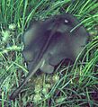 Stingaree in seagrass