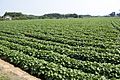 Sweet potato field in Namegata, Ibaraki 06