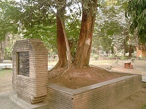 The tree at whose platform Azad shot himself