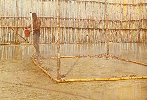 The turtle farm on Masig Island (undated)