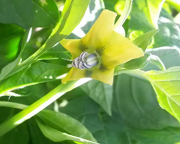 Tomatillo yellow flower