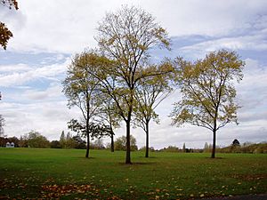 Upper Norwood Recreation Ground, London Borough of Croydon, SE19 (3038882521)