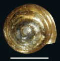Vertigo ultimathule shell 2