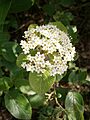 Viburnum lantana 002