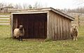 WHHS Sheep Pen
