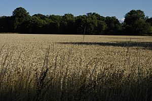 Wheat field beside the M4, once part of Dawley Manor Farm, at Harlington, Middlesex. July 2015