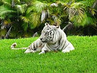 White Bengal tiger Miami MetroZoo