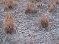 White Sands vegetation in cryptobiotic crust