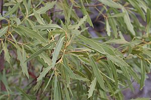 Xylomelum cunninghamianum foliage