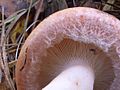 Young Lactarius torminosus (cropped)