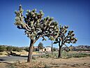 Yucca Valley California 2017 (cropped).jpg