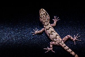 Балкански гекон. Gecko. Cyrtopodion kotschyi