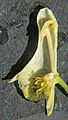 Aconitum vulparia opened flower