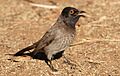 African Red-eyed Bulbul or Black-fronted Bulbul, Pycnonotus nigricans, at Suikerbosrand Nature Reserve, Gauteng, South Africa (14628894519)