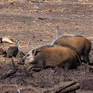 African bush pigs, Mapungubwe National Park (35884241784)