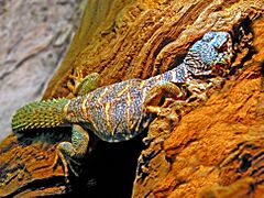 Agamidae - Uromastyx ornata