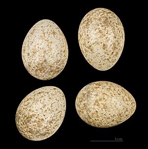 Alaudala rufescens minor MHNT 225 Oued tlidjene Algerie