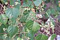 Ampelopsis brevipedunculata var. hancei soann-pho-to 001