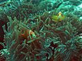 Anemone fish Lakshadweep