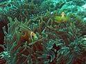 Anemone fish Lakshadweep.jpg