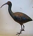 Apteribis sp. (5212794163)