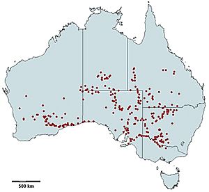 Atriplex nummularia - Australian distribution map.jpg