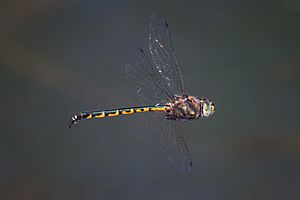 Australian Emerald Dragonfly03 - Dec10