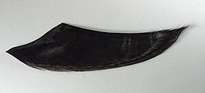 Balaenoptera musculus, blue whale MV baleen