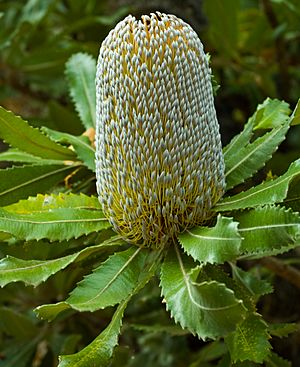Banksia Serrata, Proteaceae, Australian Flora