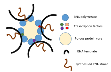 Basic diagram of a transcription factory during transcription