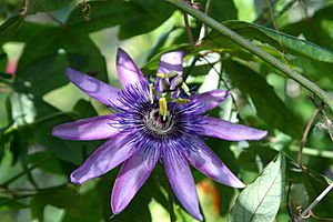 Passiflora Facts for Kids