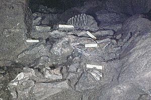 Bone Heap in Joint Mitnor Cave, Buckfastleigh - geograph.org.uk - 1484107