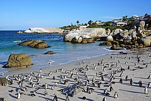 Boulders Beach 2019 2